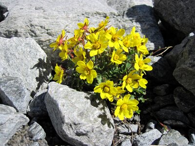 Mountain spring tenacity