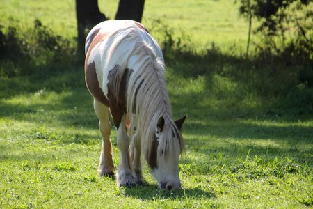 Pasture small horse breed graze