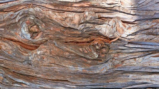 Nature wood bark colorful