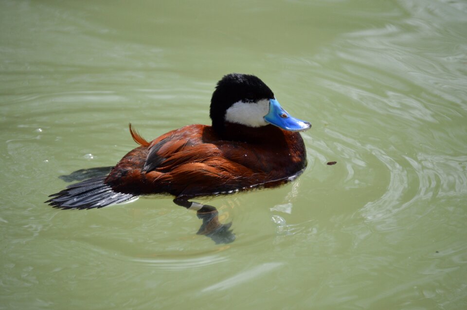 Wildlife nature blue billed