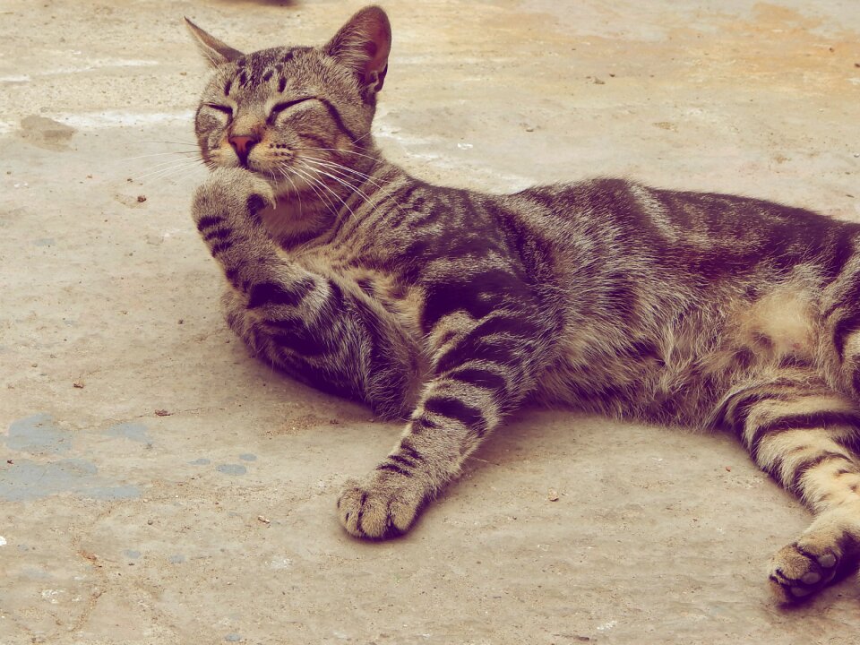 Cat pet thinking