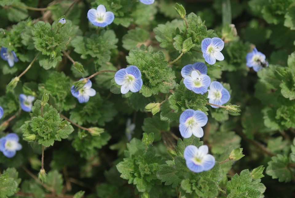 Bloom floral leaves