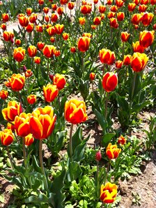 Tulip park flowers photo