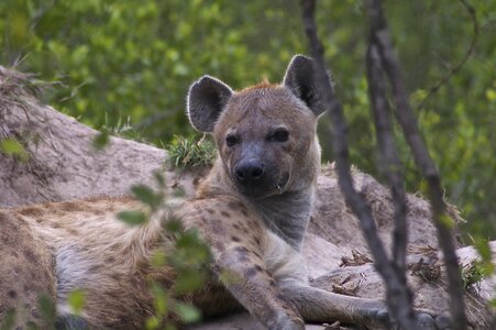 Nature africa safari photo