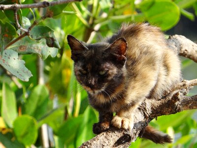 Cute kitty tree