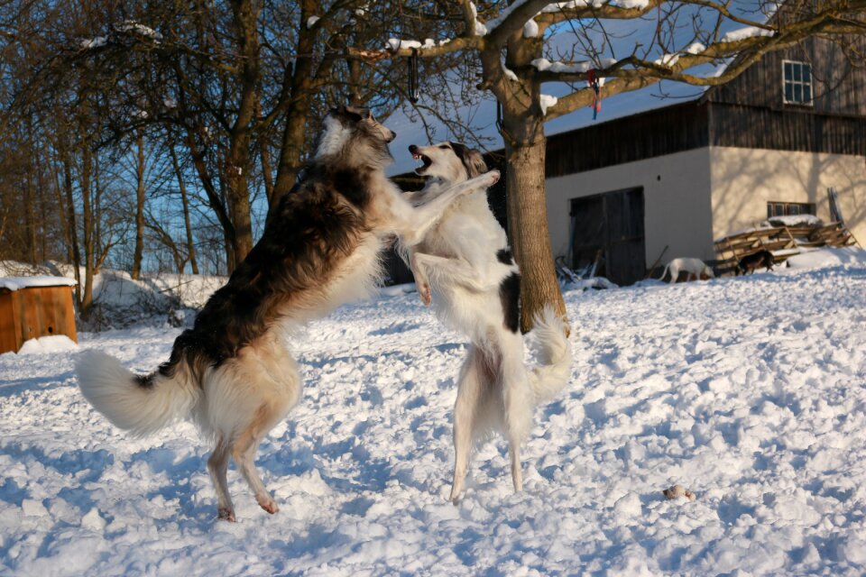 Greyhound romp borzoi