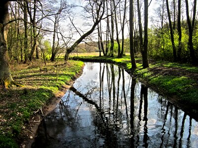 Water foliage poland