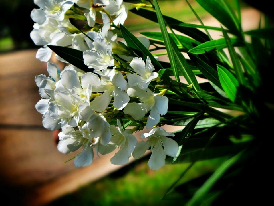 Blossom bloom petal