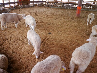 Yang animal farm