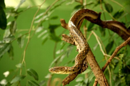 Wildlife reptile nature