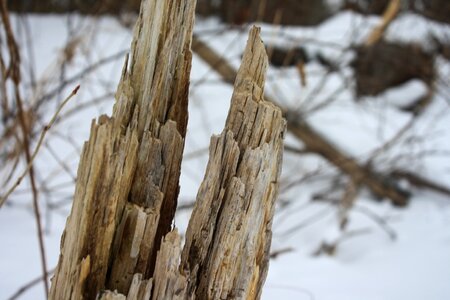 Branch broken cracked photo