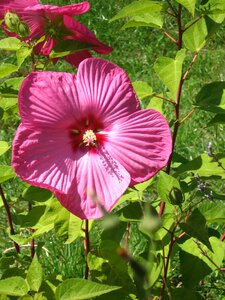 Blossom bloom plant