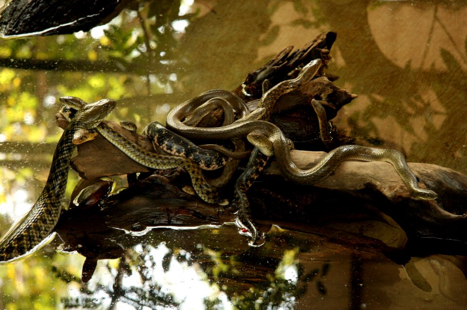 Wildlife reptile nature