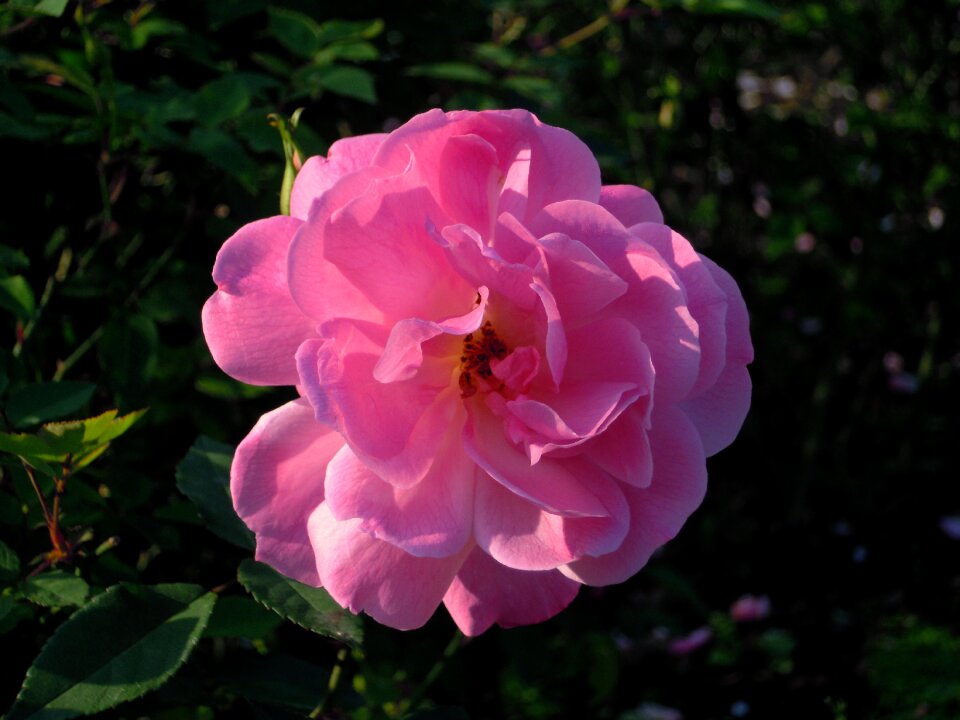 Rosa multiflora pink and purple taipei