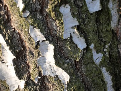 Birch nature tree