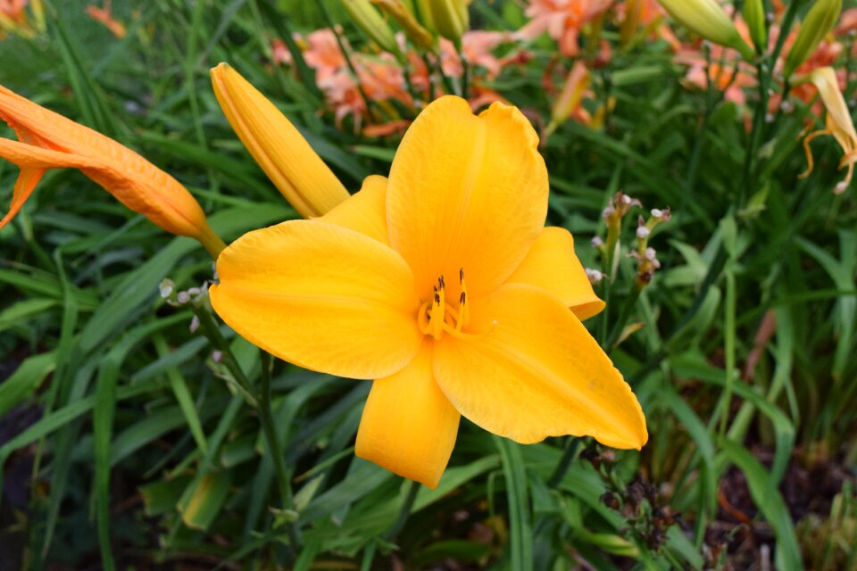 Brands gardening mountain