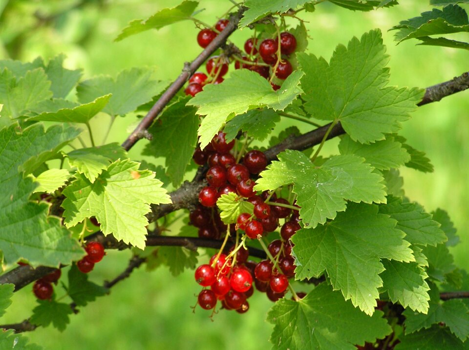 Red currant berry garden