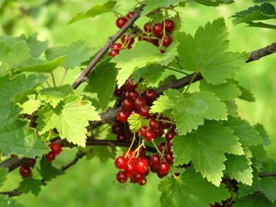 Red currant berry garden