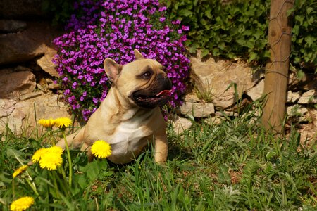 Dog bulldog from the fichtelgebirge court