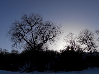 Backlight nature field