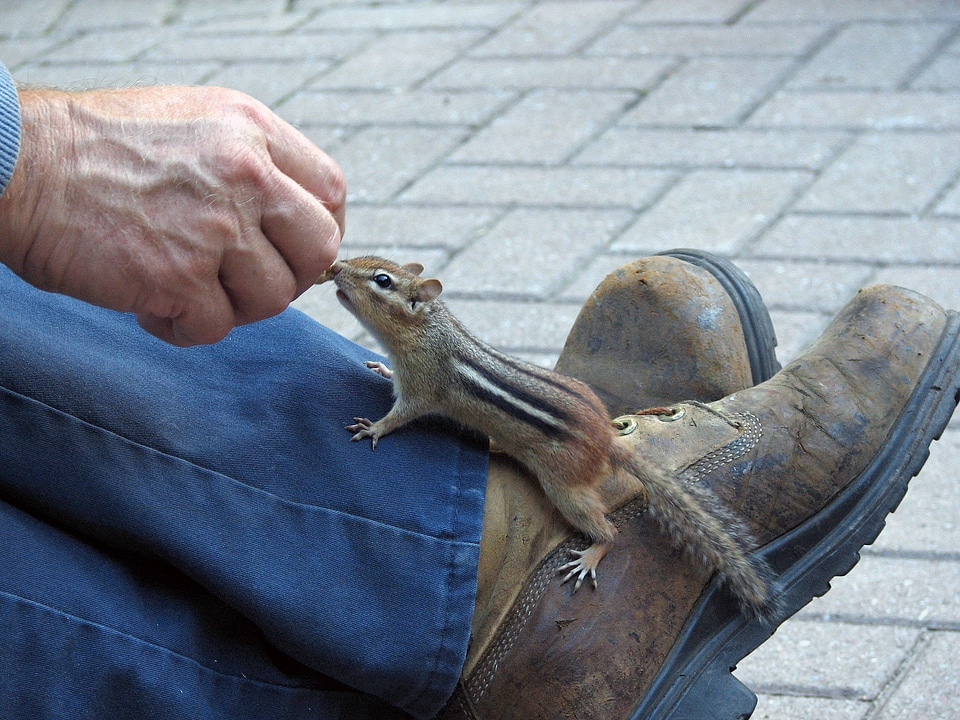 Rabbit rodent vermin