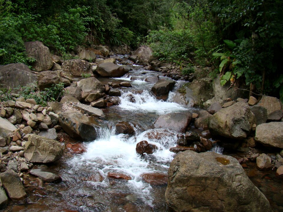Rio nature atlantic forest