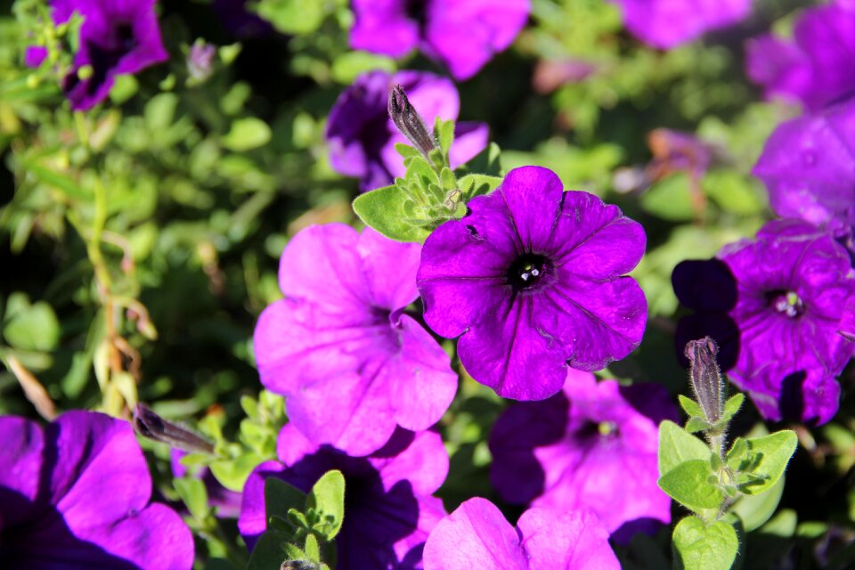 Petunia flower ornamental plant photo