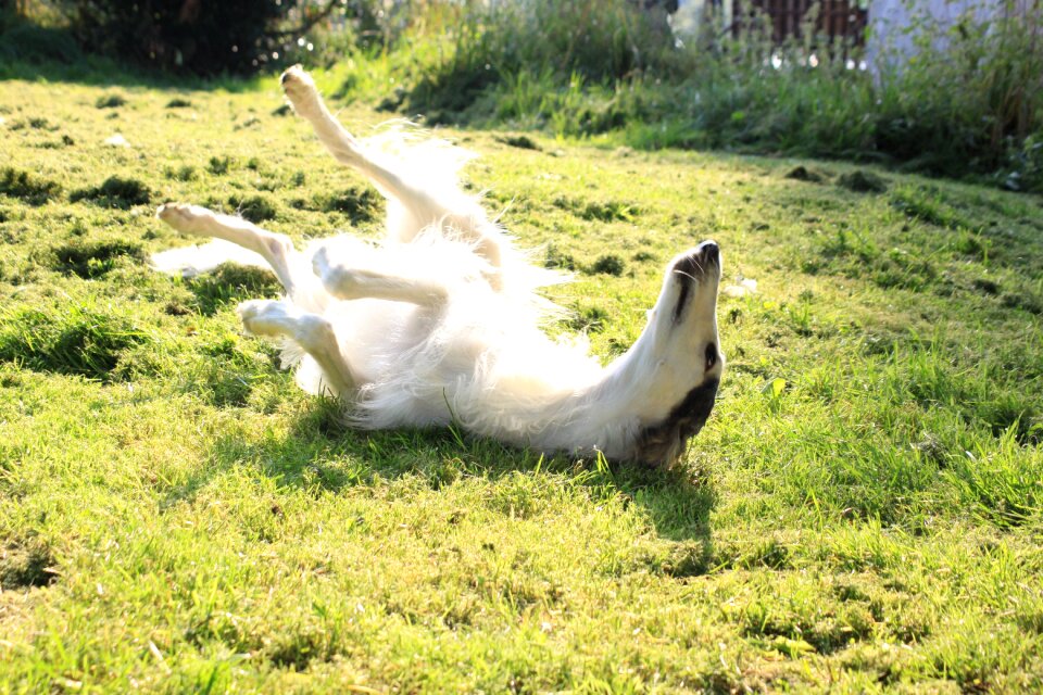 Greyhound borzoi sun