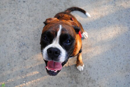 German boxer pet dog look photo