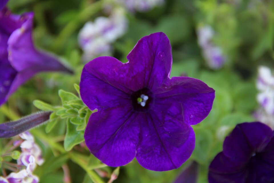 Petunia flower ornamental plant
