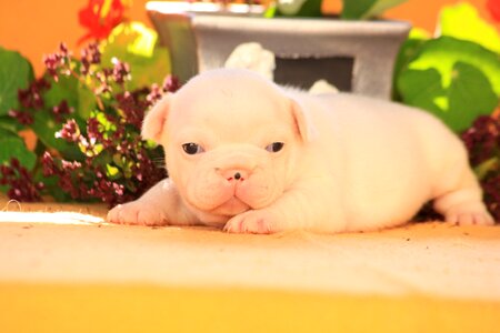 Dog bulldog from the fichtelgebirge court