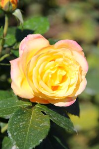 Rose flower rose bloom