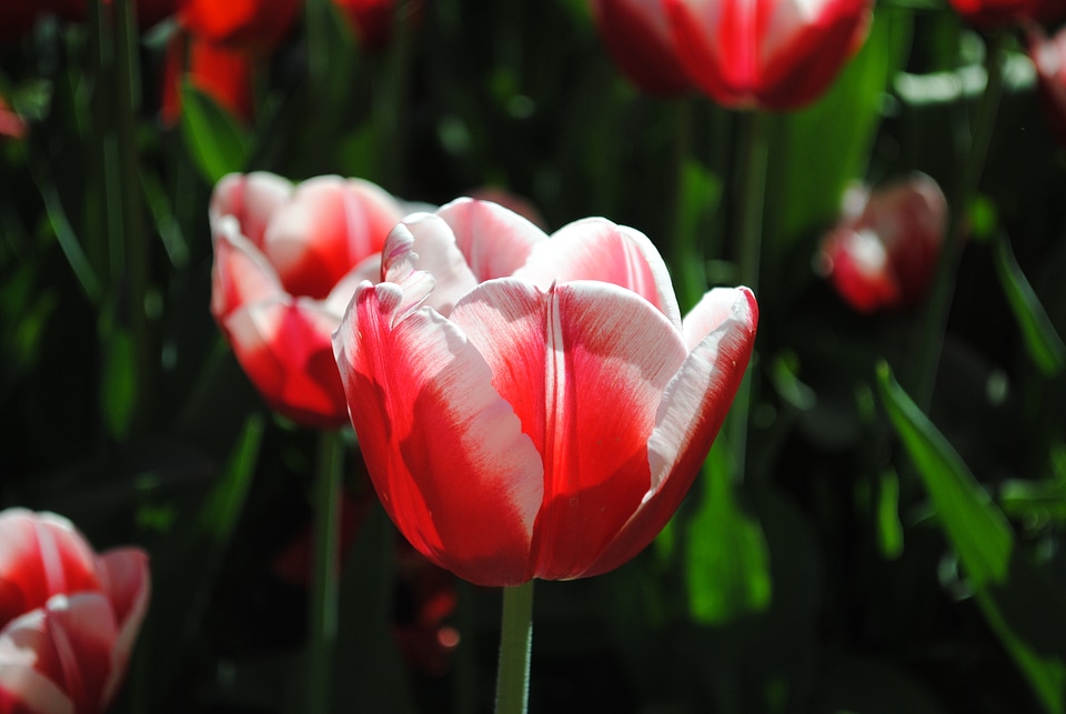 Petals flowering plants