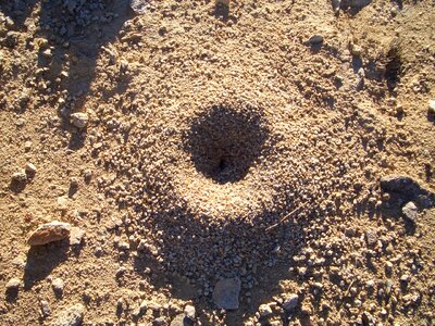 Colony insects nest