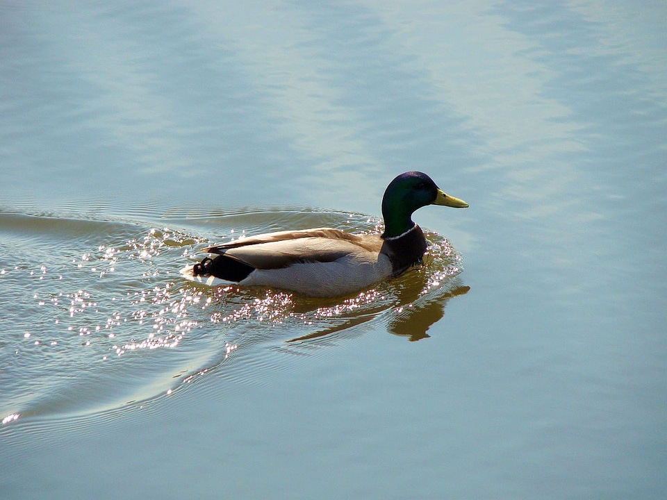 Swim water pond photo