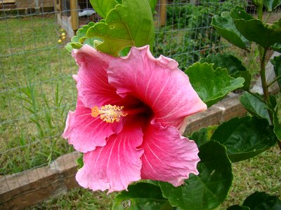 Hibiscus flower flora