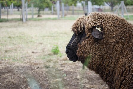 Farm lamb mammal photo