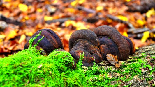 Mushroom autumn forest photo