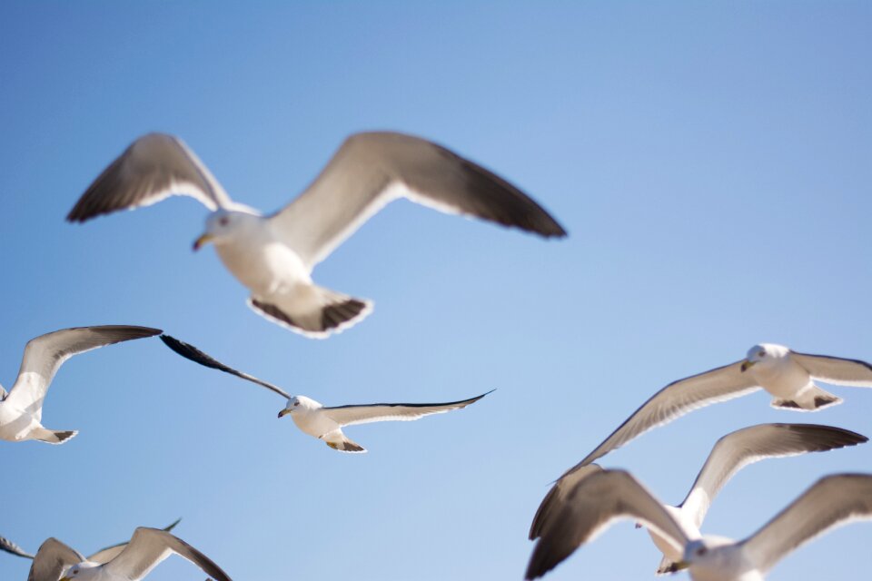 Bird sky animal