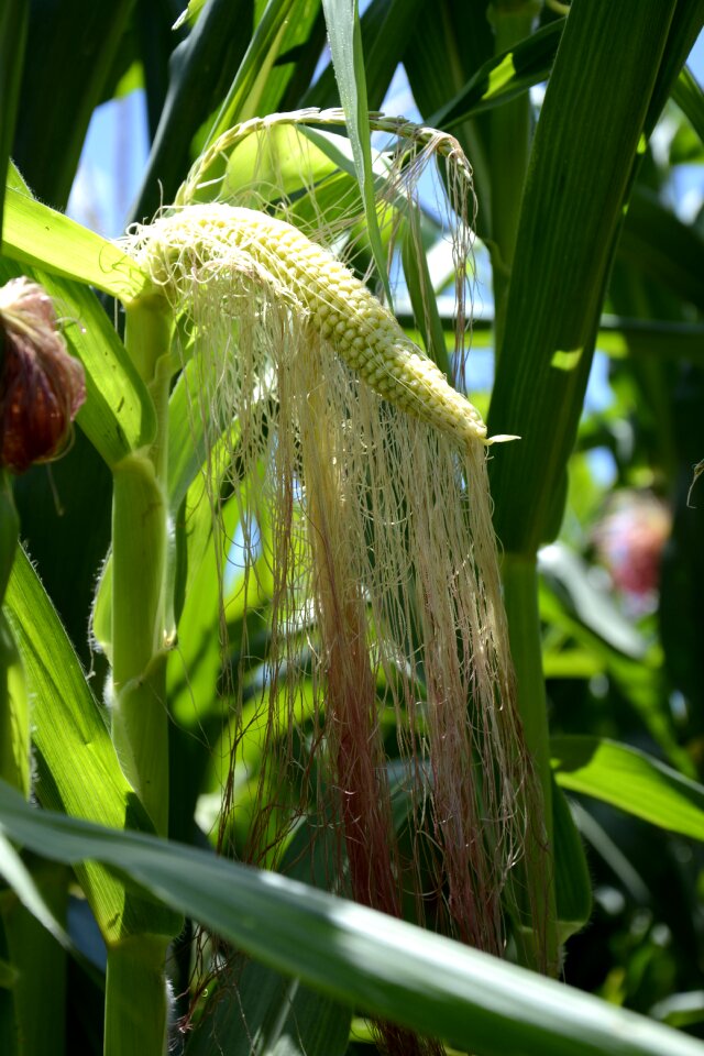 Green corn transgenic maize cornfield