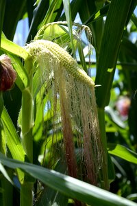 Green corn transgenic maize cornfield photo
