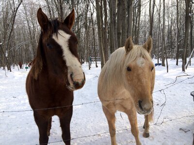 Nature equestrian cold