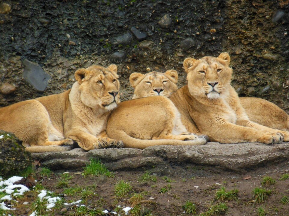 Wild animal world zoo photo