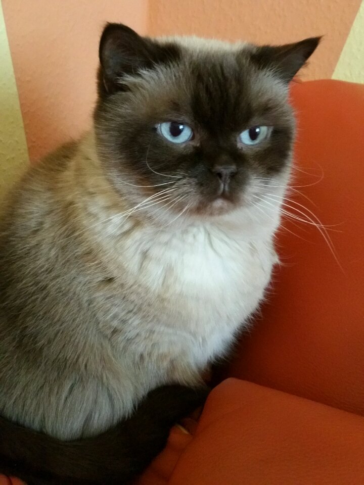 Cat british shorthair siam