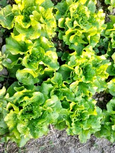 Vegetables green material