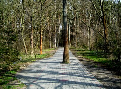 Trail on foot forest