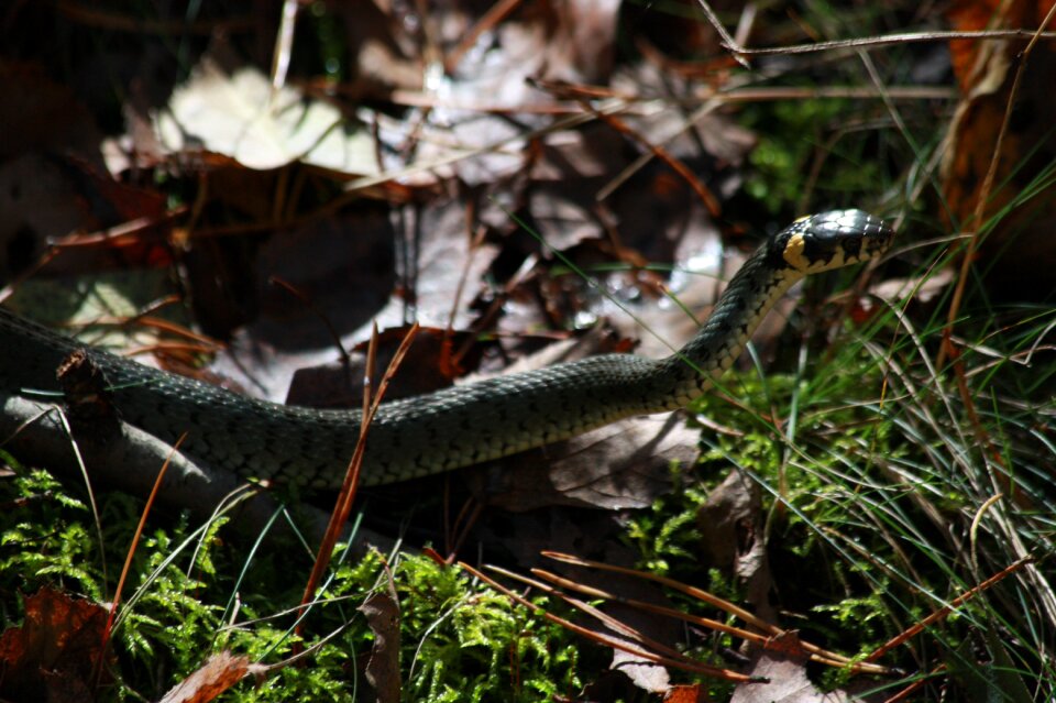 Snake litter forest