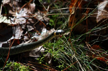 Snake litter forest