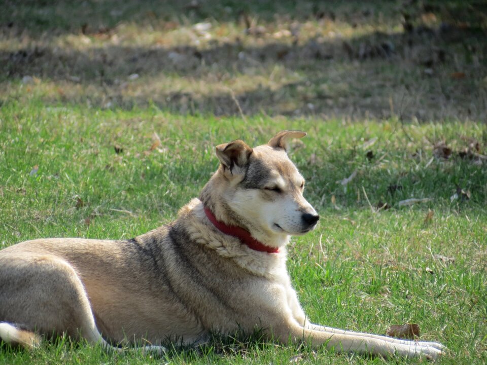 Man's best friend animals pet