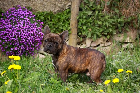 Dog bulldog from the fichtelgebirge court